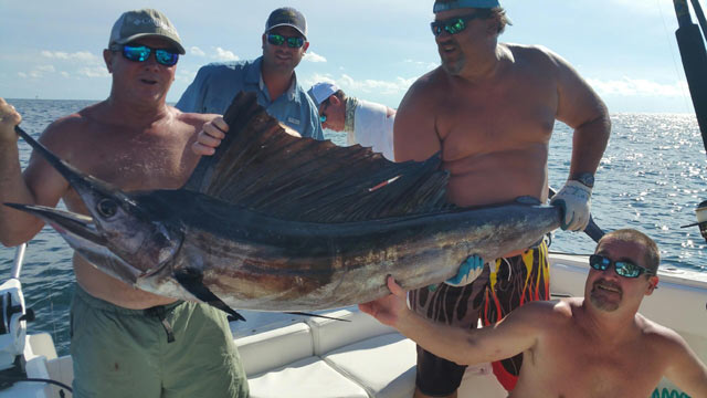 Sailfish caught in Pensacola, FL on the Aqua Sol